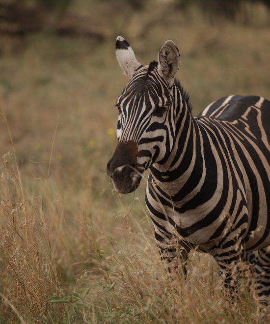 10-Day Romantic Tanzania Safari & Zanzibar Escape