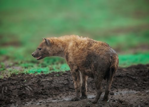 3 Days Safari from Zanzibar