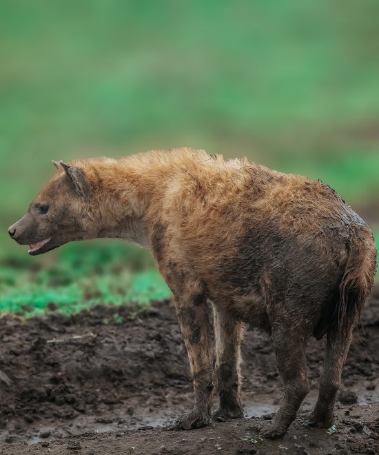 3 Days Safari from Zanzibar