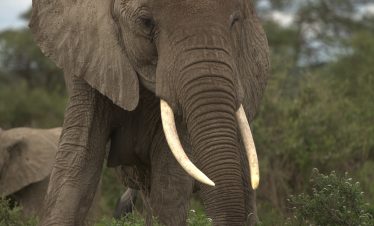 Elephants in Tarangire National Park during a 9-day Tanzania safari tour