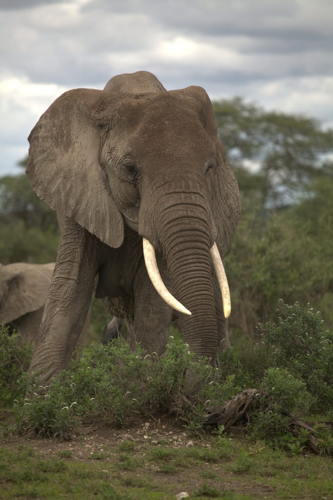Elephants in Tarangire National Park during a 9-day Tanzania safari tour