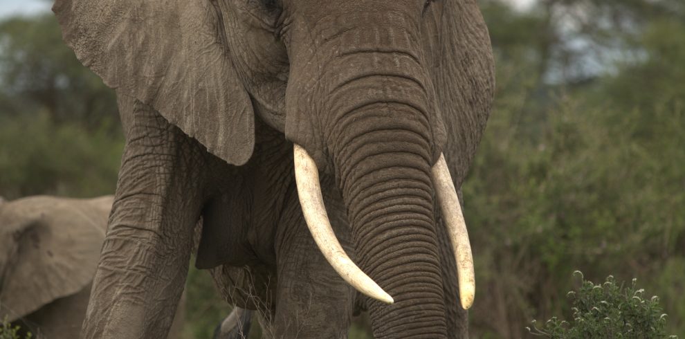 Elephants in Tarangire National Park during a 9-day Tanzania safari tour