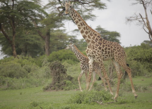 9-Day Tanzania Safari Adventure to Western Kilimanjaro