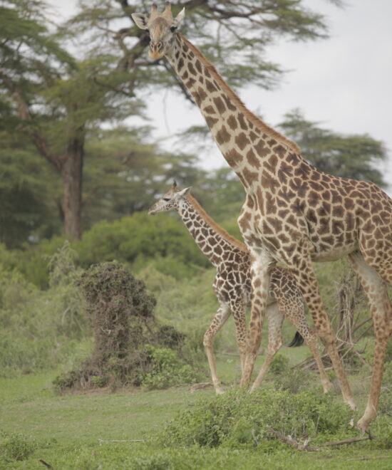 9-Day Tanzania Safari Adventure to Western Kilimanjaro
