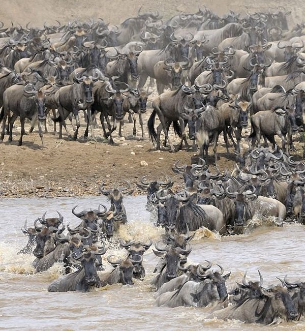 Wildebeest crossing the Mara River during the 8-Day Mara River Crossing Safari in Serengeti