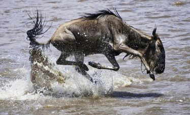 5 Day Private Great Serengeti Migration Safari From Arusha