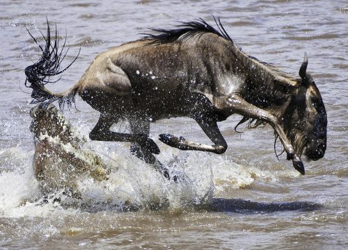 5-Day Serengeti Great Migration Safari