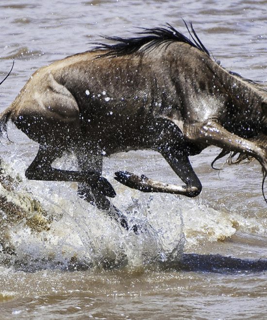 5-Day Serengeti Great Migration Safari