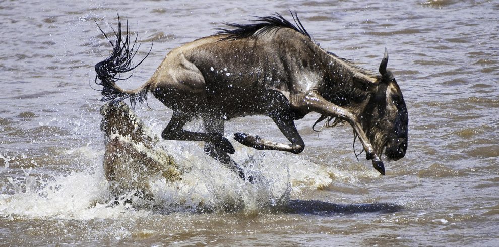 5 Day Private Great Serengeti Migration Safari From Arusha