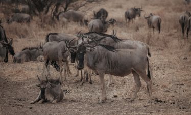 Wildebeest calving in Ndutu during Tanzania safari