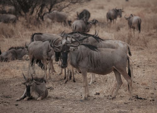 4-Day| Ndutu & Ngorongoro Crater Safari