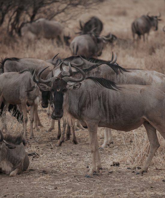 4-Day| Ndutu & Ngorongoro Crater Safari