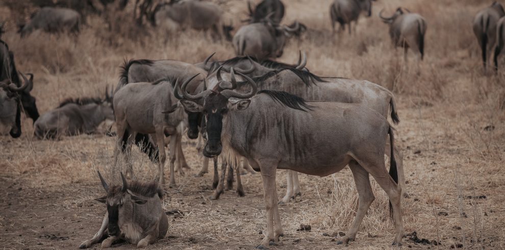 Wildebeest calving in Ndutu during Tanzania safari