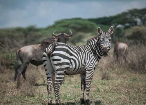 5-Day Ngorongoro & Serengeti Migration Safari