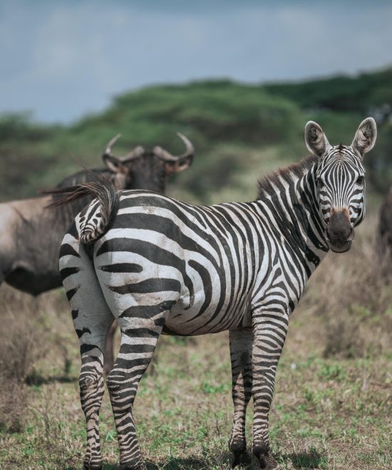 5-Day Serengeti Migration Tanzania Safari