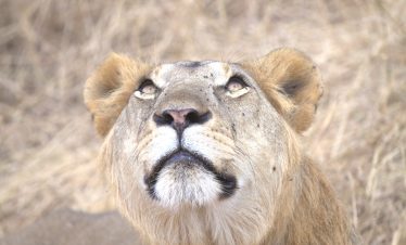 Lions resting in Ngorongoro Crater savannah during 2-day Tanzania safari