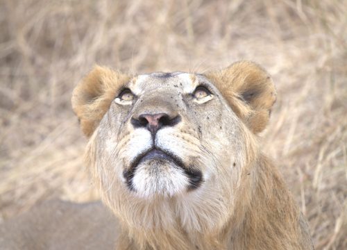 2 days Tarangire & Ngorongoro crater