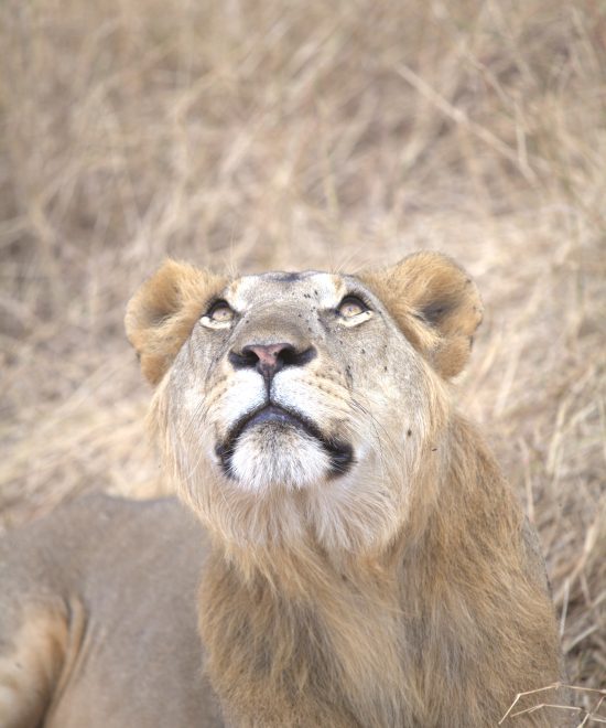 2 days Tarangire & Ngorongoro crater