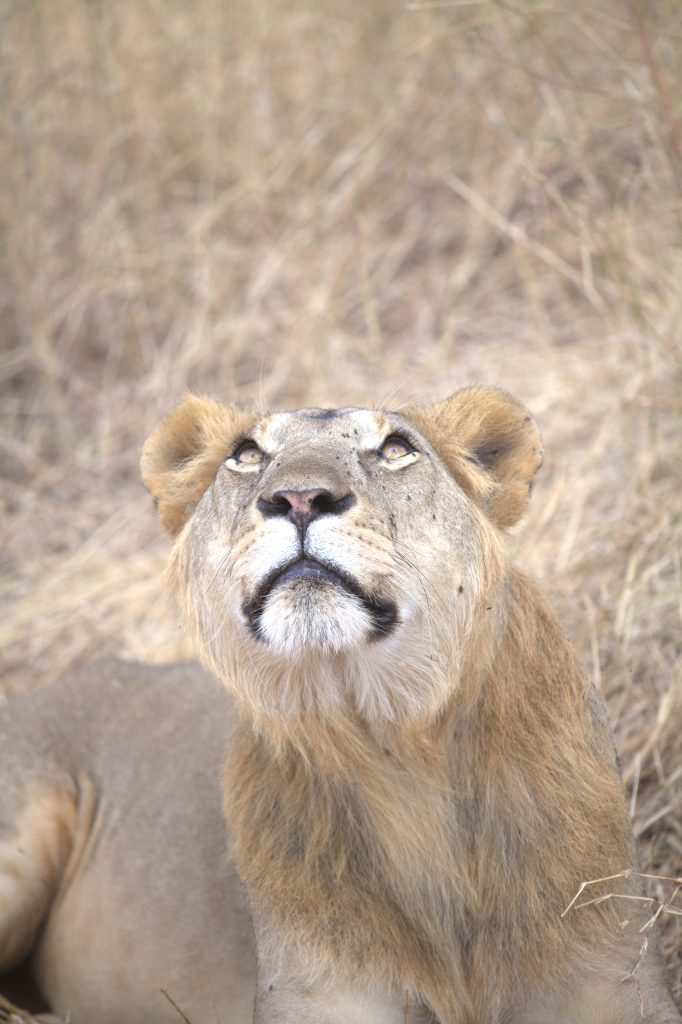 Lions resting in Ngorongoro Crater savannah during 2-day Tanzania safari