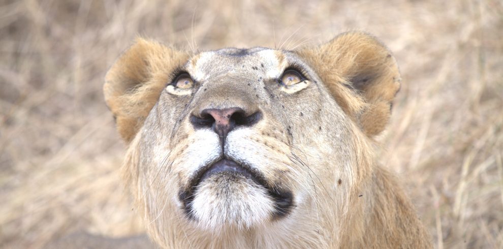 Lions resting in Ngorongoro Crater savannah during 2-day Tanzania safari