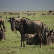 Thousands of wildebeest moving across the Serengeti plains in Tanzania during the annual Great Migration.