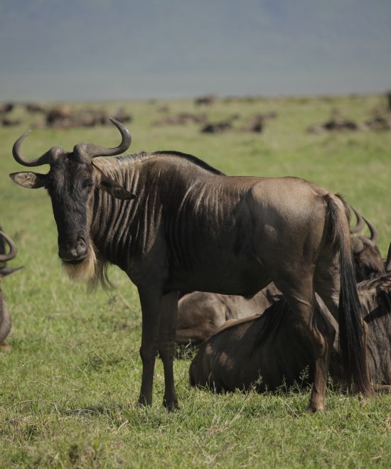 Tanzania Wildebeest Migration – The Ultimate Guide to Africa’s Greatest Wildlife Journey