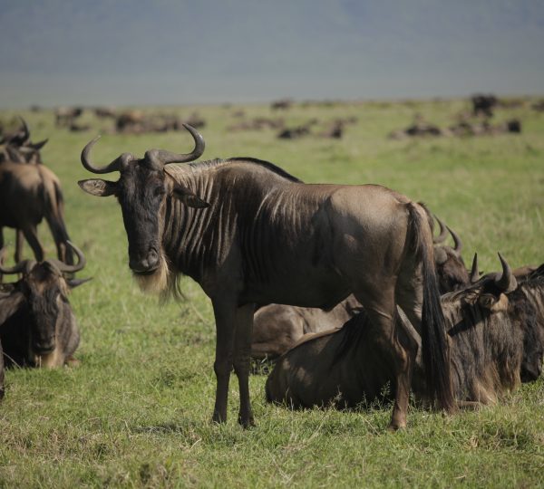 Thousands of wildebeest moving across the Serengeti plains in Tanzania during the annual Great Migration.