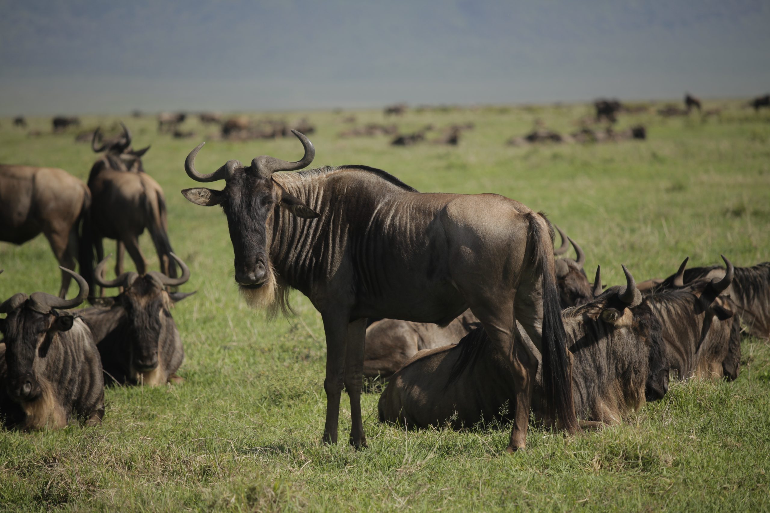 Thousands of wildebeest moving across the Serengeti plains in Tanzania during the annual Great Migration.