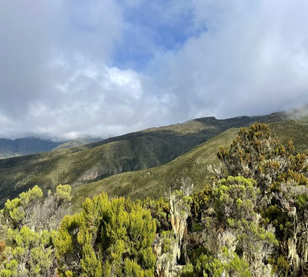 Mount Kilimanjaro trekking route through rainforest zone with porters and climbers