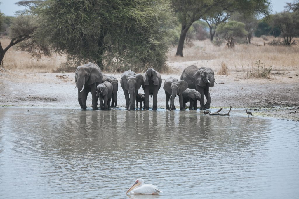 2 Day Tanzania Safari from Arusha in Tarangire and Ngorongoro Crater