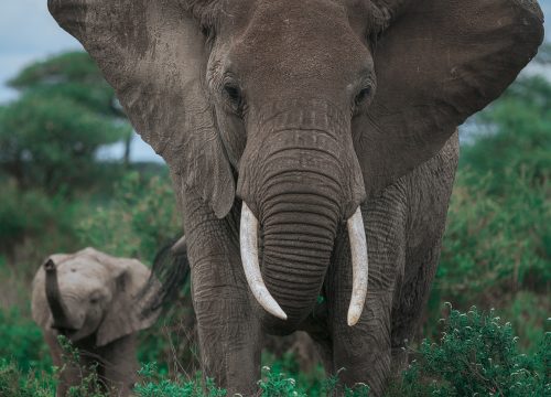 Tarangire Day Trip from Arusha: 1-Day Safari
