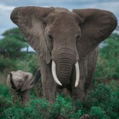 african-elephant-serengeti.