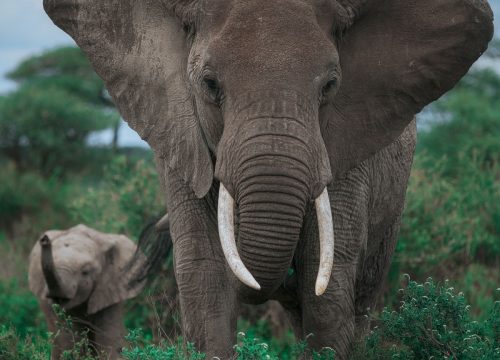 25 Animals You Can See on a Tanzania Safari: Complete Wildlife Guide