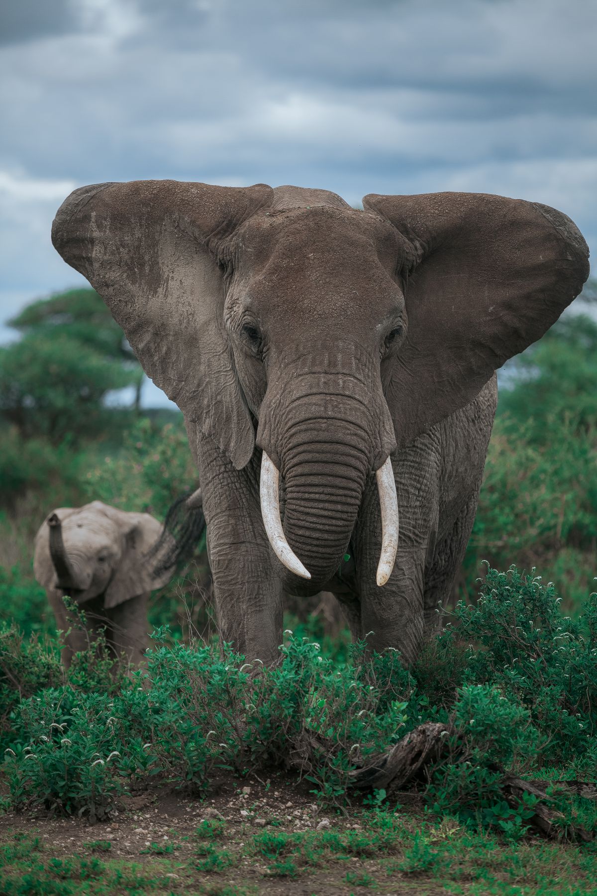 african-elephant-serengeti.