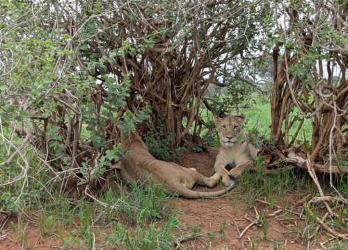 3-Day Mara River Crossing Fly-In Safari from Zanzibar