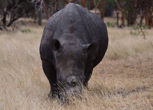 Discover Mkomazi National Park