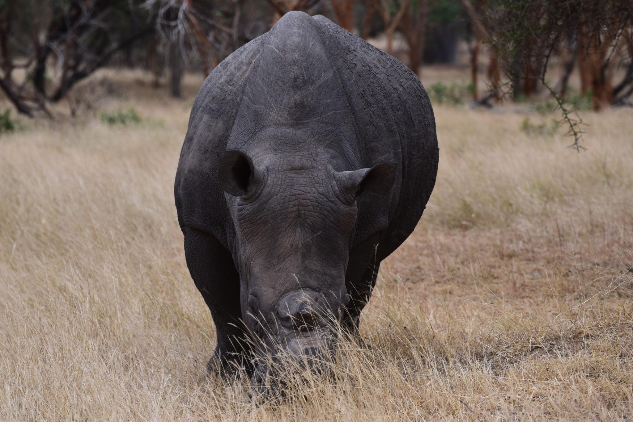 Tanzania safari guide overview with wildlife and safari jeep in Tanzania national parks