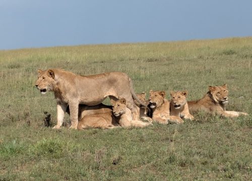 5-Day Tanzania Safari: Tarangire, Serengeti, Ngorongoro & Lake Manyara
