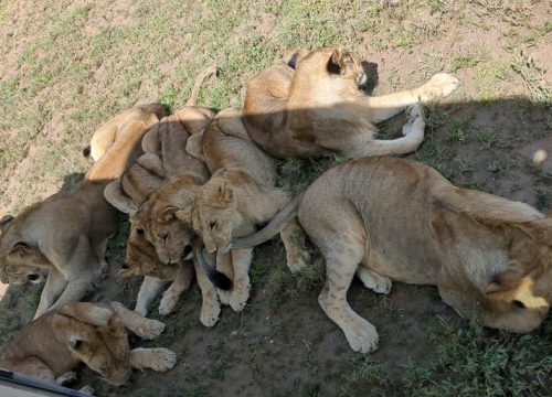 7 Day Tanzania Safari Itinerary: Serengeti, Ngorongoro Crater & Tarangire Guide