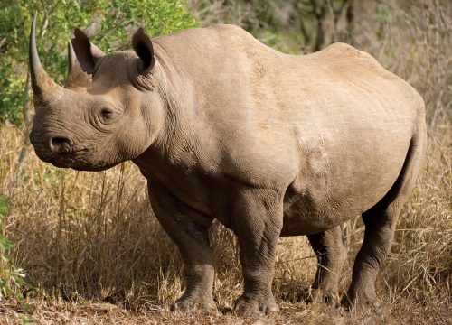 Black Rhinos of Ngorongoro Crater: Where to See Tanzania’s Rarest Safari Giant