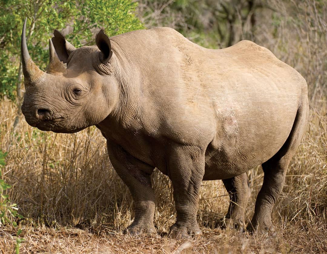 Endangered black rhino sighting inside Ngorongoro Crater on a Big Five safari