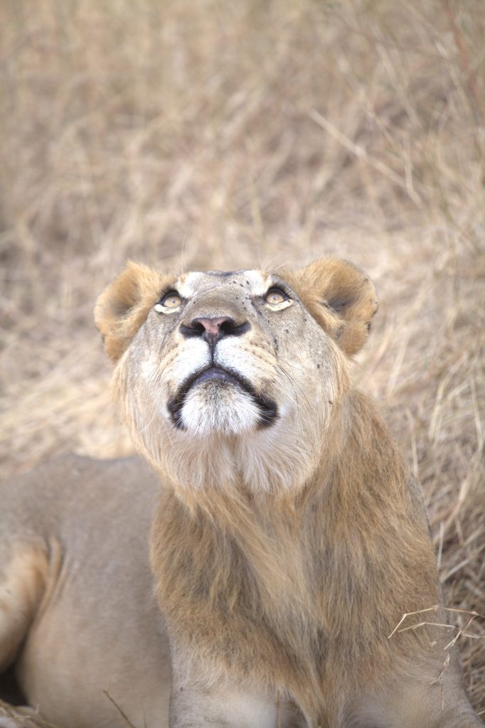 Magnificent male lion spotted on a game drive in Serengeti National Park during a 5-day Tanzania safari.