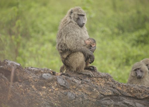 Lake Manyara National Park Travel Guide.