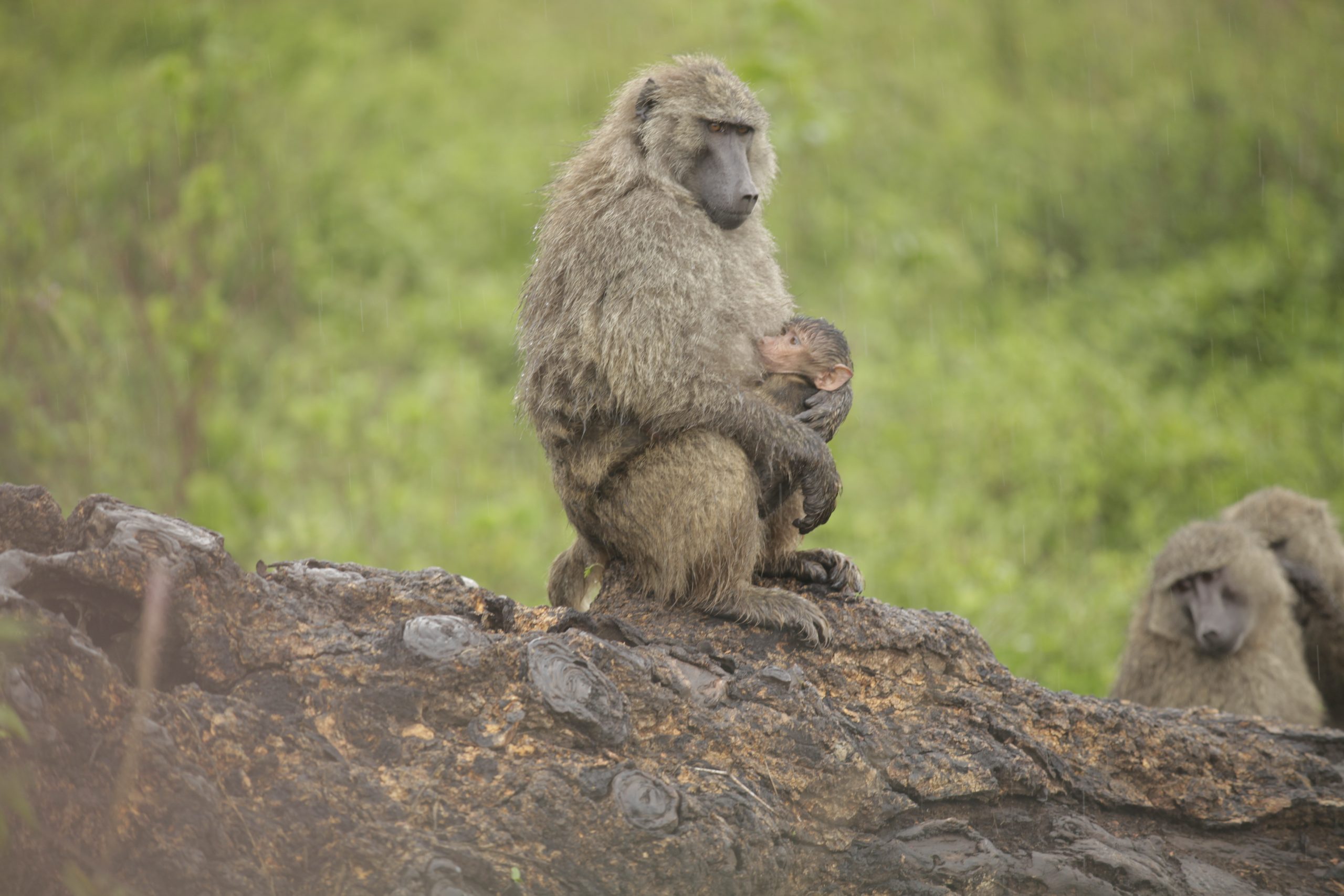 Baboon sitting on a tree branch in Lake Manyara National Park, Tanzania