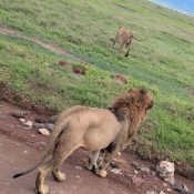 7 Days Kenya and Tanzania Safari