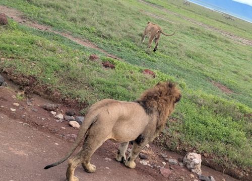 The Complete Serengeti Travel Guide