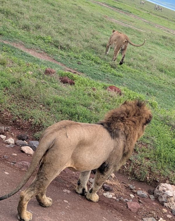 7 Days Kenya and Tanzania Safari