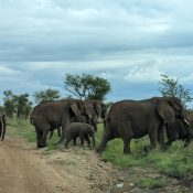 Serengeti National Park Tanzania wildlife safari during Northern Circuit tour