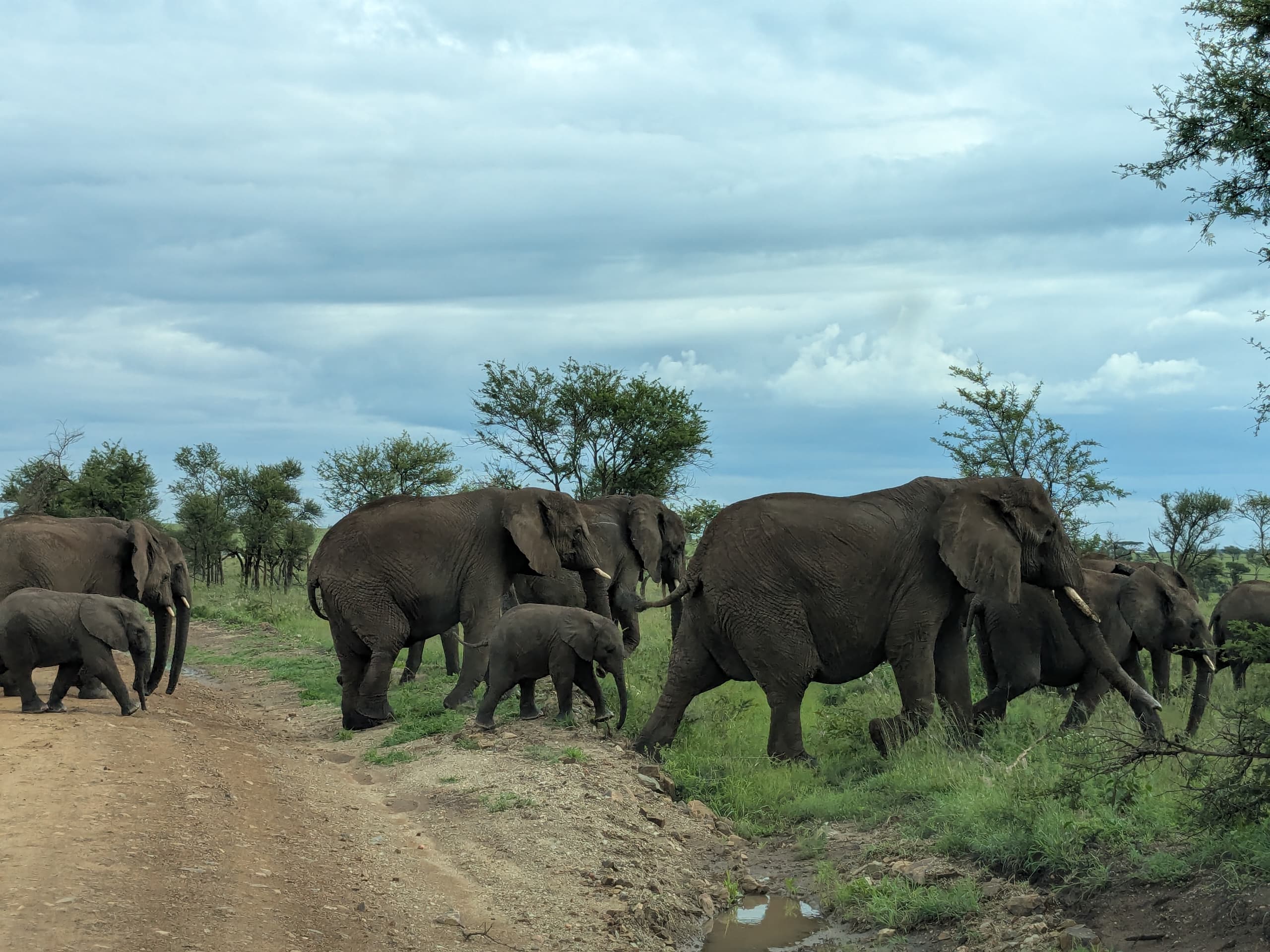 Serengeti National Park Tanzania wildlife safari during Northern Circuit tour