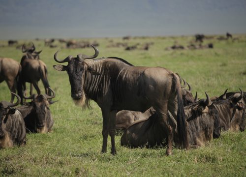 6-Day Serengeti Wildebeest Migration Family Safari
